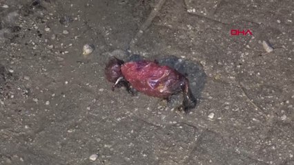 Adana - Motosikletle Gelip, Hafif Ticari Aracı Kundakladılar