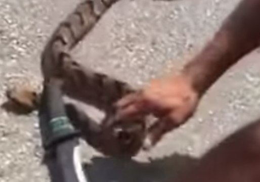 Man Catches Rattlesnake at Target Parking Lot in Texas