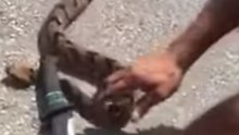 Man Catches Rattlesnake at Target Parking Lot in Texas