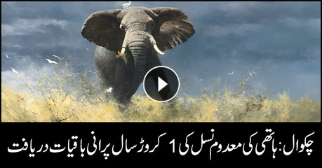Archeologists find one crore years old Elephant's tooth in Chakwal