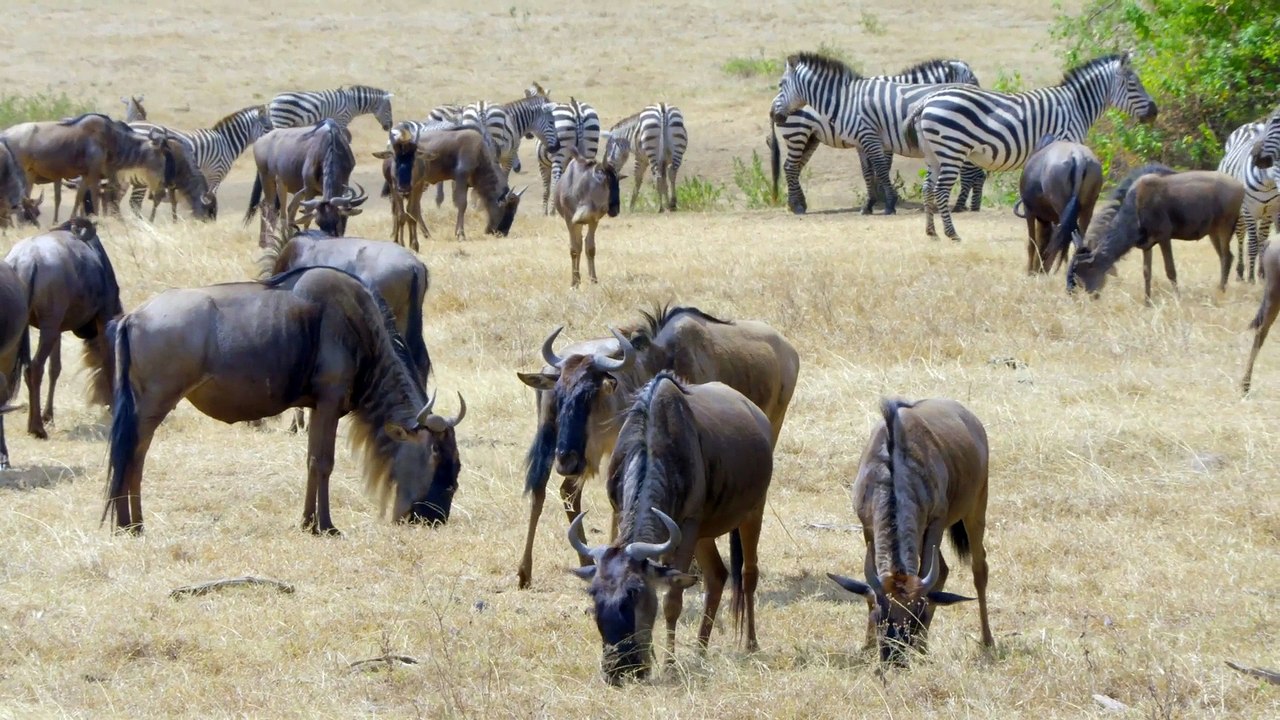[Documentary] Africas Wild Horizons Series 1 6of6 Ngorongoro Crater Cursed Haven