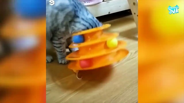 Приколы с Котами - Смешные коты и кошки 2018 | ТЕСТ НА ПСИХИКУ, ПРОБУЙ НЕ СМЕЯТЬСЯ!