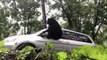 Bear Dramatically Escapes From Van in Asheville, North Carolina