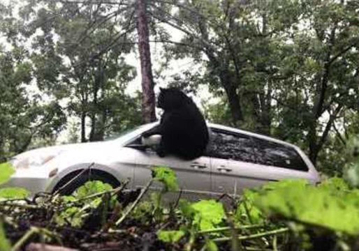 Bear Dramatically Escapes From Van in Asheville, North Carolina
