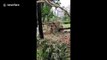 Massive trees uprooted in large public park after Typhoon Mangkhut slams Hong Kong