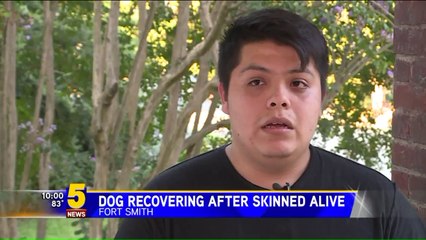 Download Video: Dog Recovering After Owner Finds Him with Skin on His Back Peeled Away