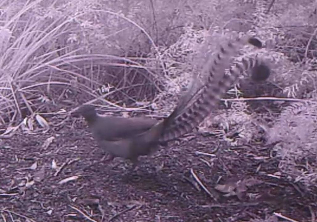 Motion Sensor Camera Captures Superb Lyrebird Mimicking Bird Calls
