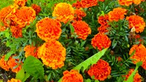 Orange Flowers＠河野賢爾