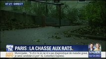 Pour chasser les rats de Paris, le maire du 17e arrondissement préconise la glace carbonique