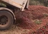 Heartbreaking Video Shows Truckloads of Strawberries Destroyed Amid Needle Contamination Scare