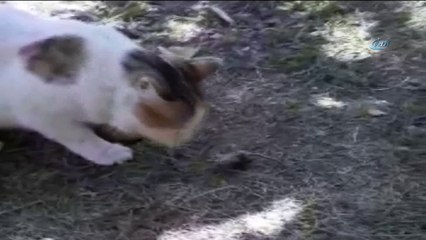 Kedi fareyle böyle oynadı