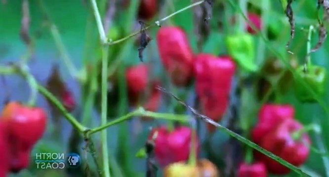 A Chefs Life S05 E03 Prolific Peppers