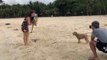 Playful Puppy Pursues Parrot Along Singapore Beach