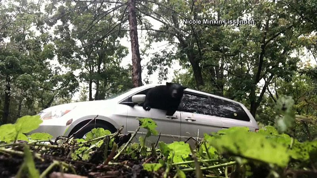 Hungriger Bär klettert in Auto, zerbricht Scheibe und flieht