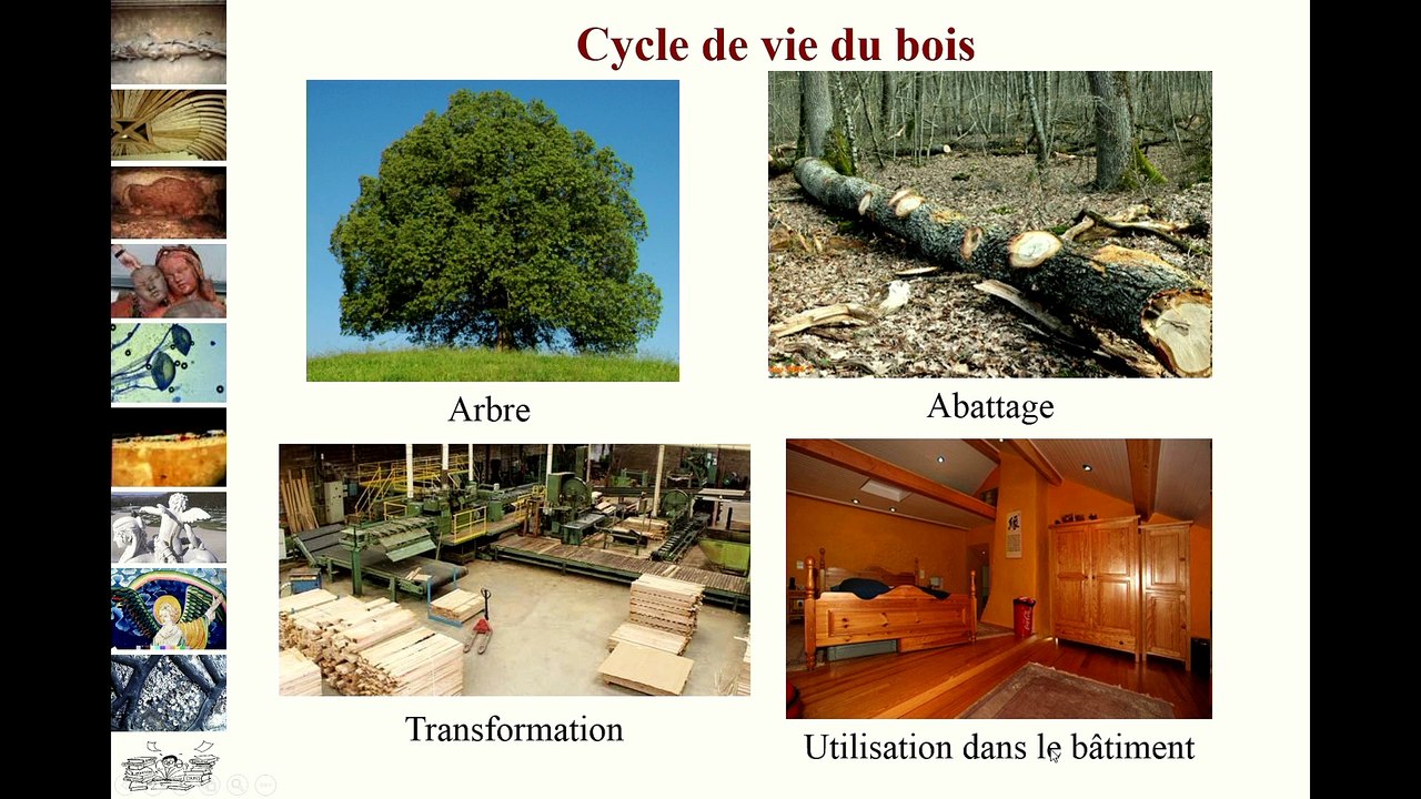Le bois dans tous ses états : À pathologies sérieuses, remèdes préventifs et curatifs