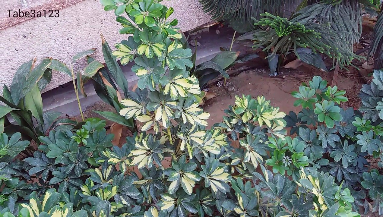 نباتات داخلية و زينة | شجيرات جميلة و فاتنة