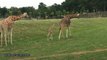 Rare Rothschild giraffe calf born at Woburn Safari Park