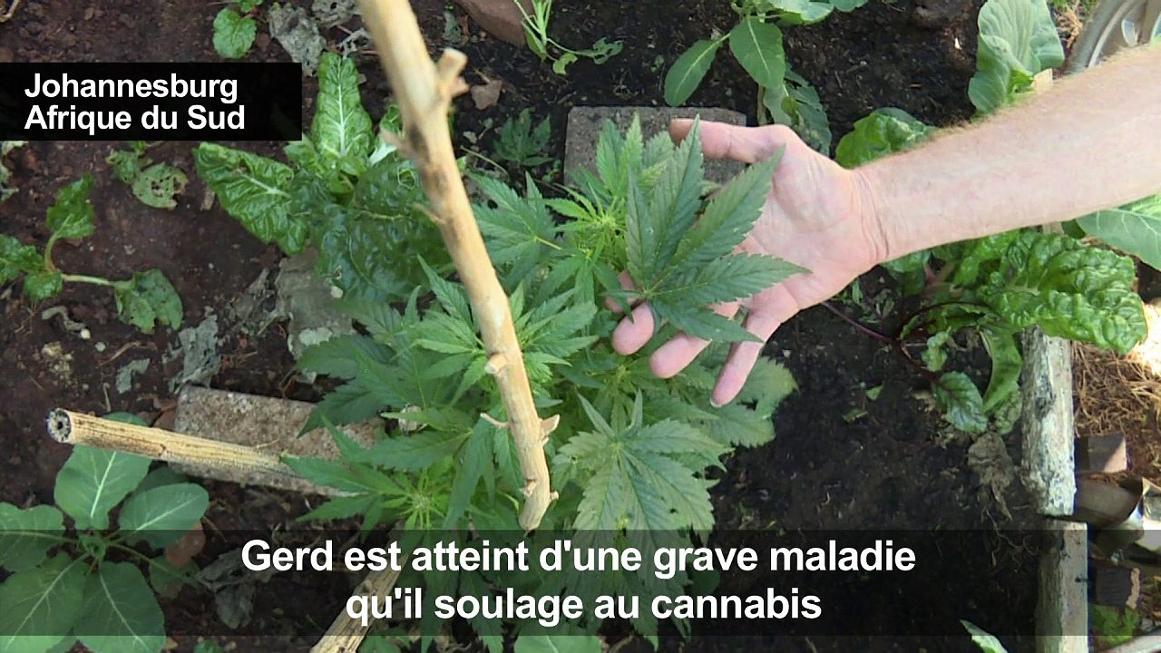 Af. du Sud: l'usage du cannabis à titre privé décriminalisé
