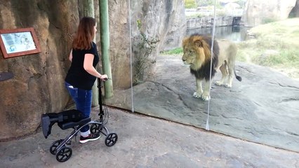 ORIGINAL VIDEO ! This Lion Really Wants Her Scooter