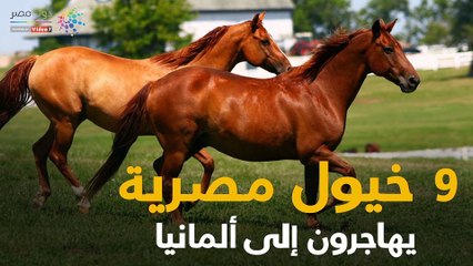 9 خيول مصرية يهاجرون إلى ألمانيا "اعرف قصتهم"