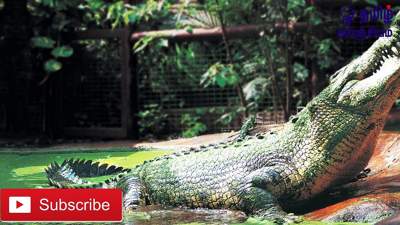 இந்த தீவுக்குள் சென்றவர்கள் திரும்பி வந்ததே இல்லையாம்... - Crocodile Island Those who went into the island have not returned ... - Crocodile Island