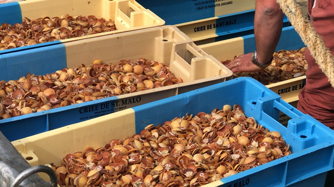 Semis de bébés coquilles Saint-Jacques en baie de Saint-Malo
