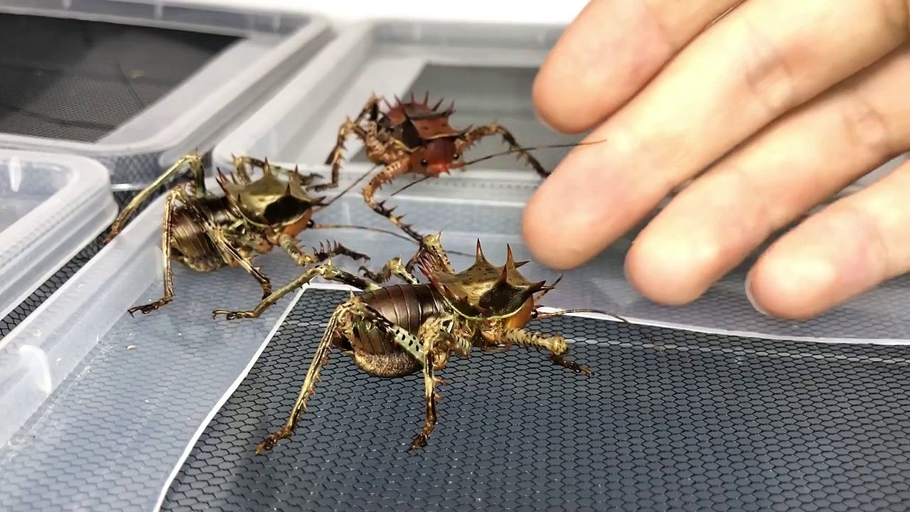 Crickets carnivores