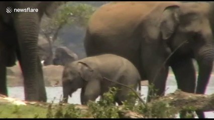 Heartbreaking moment herd of elephants pays last respects to dead leader