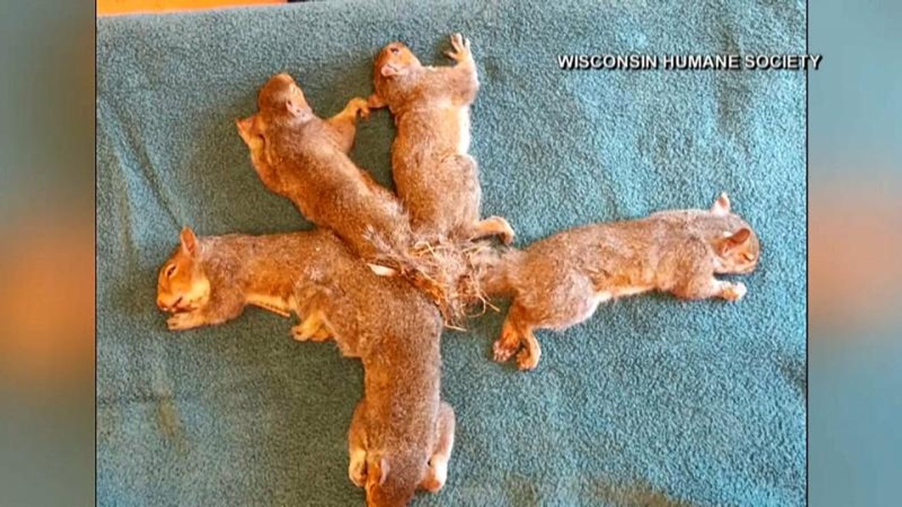 Wer nicht bei 3 auf dem Baum ist... hat vielleicht verknotete Schwänze