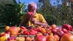 Tomates : un collectionneur en cultive 4 000 variétés dans son jardin