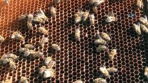 İklim değişikliği arıları etkiledi, bal üretimi 5 kata yakın düştü