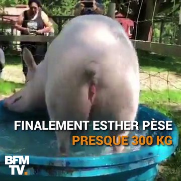 La truie Esther a été sauvée d’un cancer par ses followers