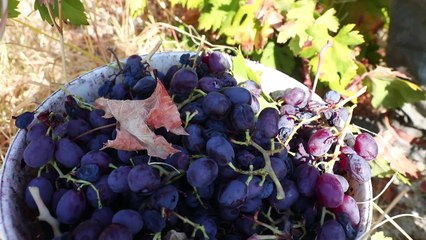 'Wine of gods' harvest gets underway in Cyprus