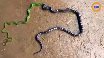 Un serpent régurgite un autre serpent !