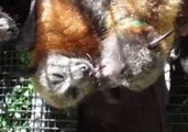 Rehabilitated Bat Friends Exchange Kisses