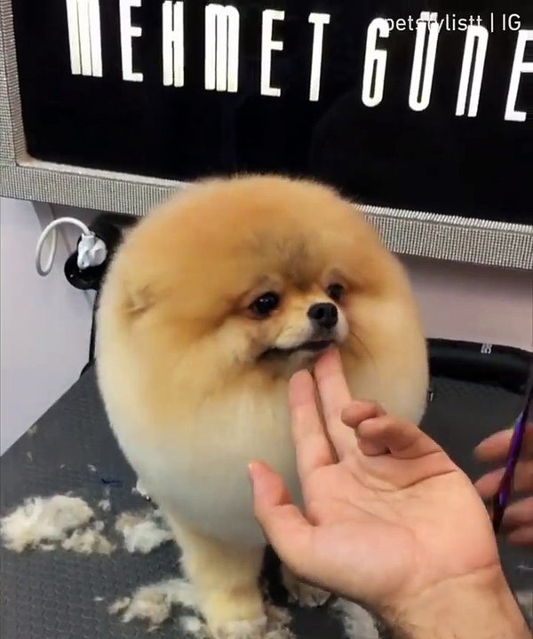 She’s beauty she’s grace, she’s a fluffball with a face.