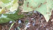 Fire Ants Clump and Float to Survive Florence Floodwaters