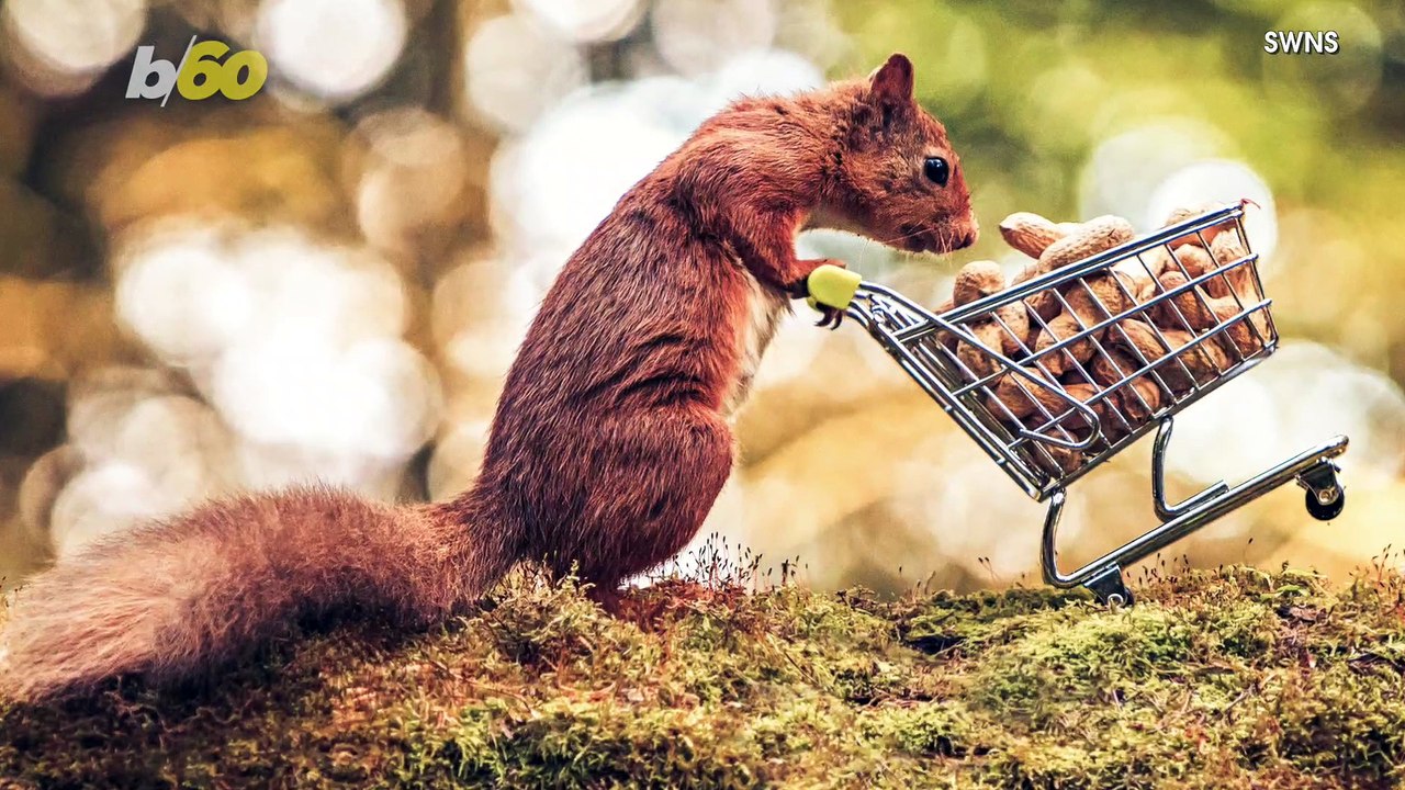 This Squirrel Pushing a Tiny Shopping Cart Will Make Your Life