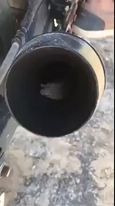 Une souris dans un pot d'échappement