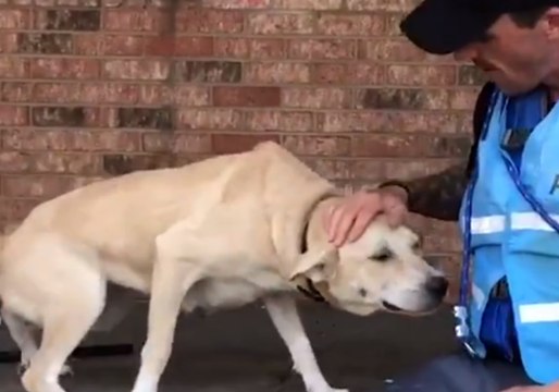 'Terrified' Dog Rescued After Being Stranded by Hurricane Florence Flooding