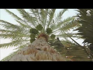 النيشان - أنواع مختلفة من الرطب تجود بها نخيل الذيد