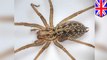 Pertumbuhan laba-laba di Inggris karena musim laba-laba - TomoNews