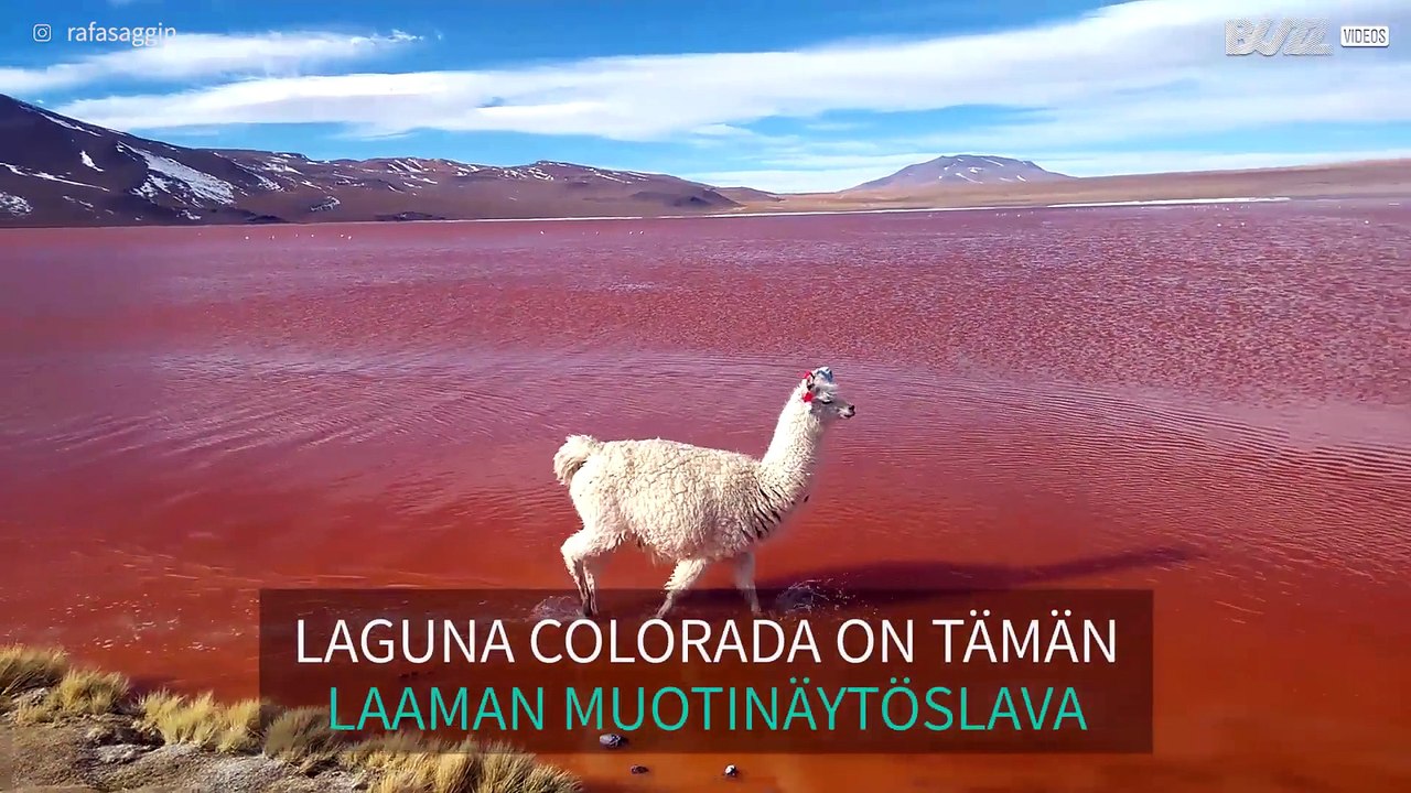 Laama tepastelee järven rantavedessä kuin muotinäytöksen malli! Katso video