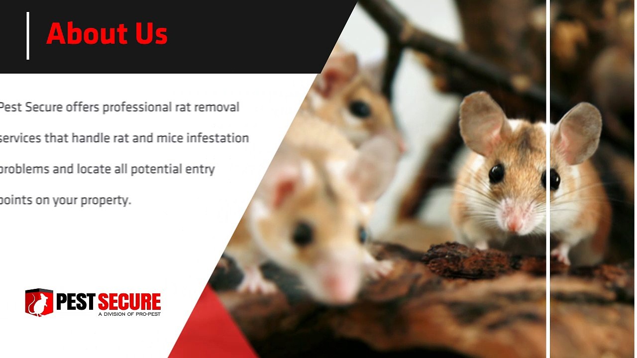 Pest Secure Toronto: Reliable Toronto Rat Removal Services