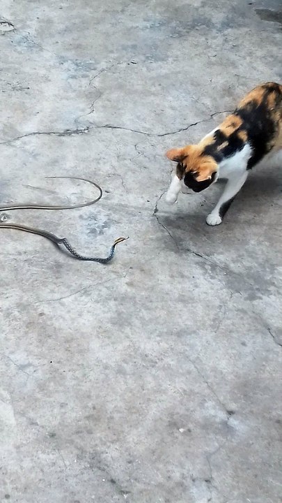 Cat and Small Snake Duel