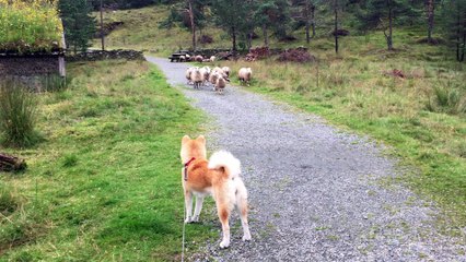Akita Meets Herd of Sheep