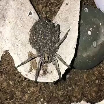 Une araignée transporte tout ces oeufs sur son dos... mignon ou terrifiant?!