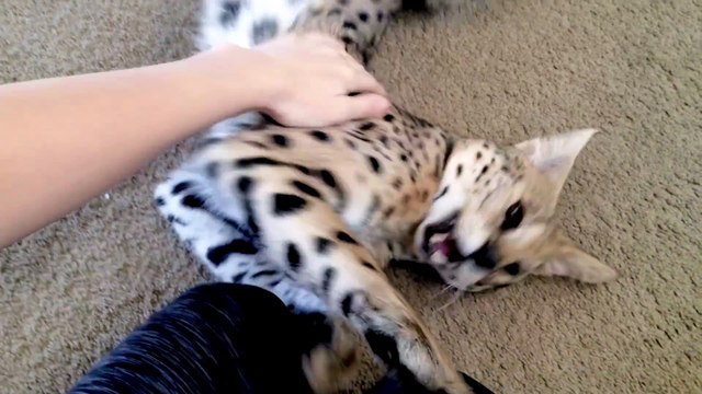 Elle nous présente son serval de compagnie... Très gros chat magnifique