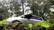 Un ours éclate la vitre d'une voiture pour en sortir