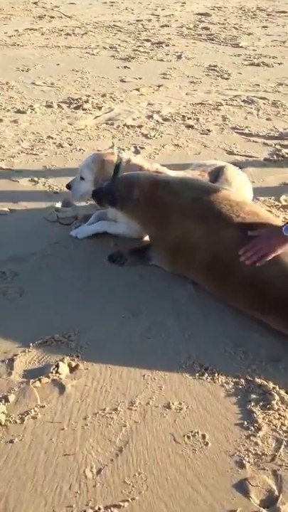 Un jeune lion de mer vient faire un calin à un chien... Trop mignon